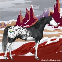 Horse Color:Black Splash Appaloosa 