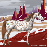 Horse Color:Chestnut Appaloosa 