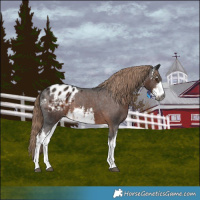 Horse Color:Gray White Spotted Liver Chestnut Appaloosa 