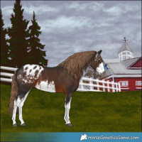 Horse Color:Gray White Spotted Liver Chestnut Blanket 