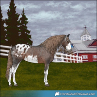 Horse Color:Gray White Spotted Liver Chestnut Appaloosa 