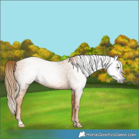 Horse Color:Gray Gold Champagne 