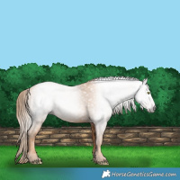 Horse Color:Gray Gold Champagne 