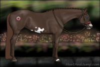 Horse Color:Liver Chestnut Frame 