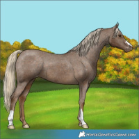 Horse Color:Chocolate Palomino Appaloosa 