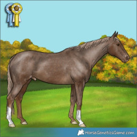 Horse Color:Chocolate Palomino Appaloosa 