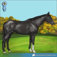 Horse Color:Liver Chestnut Appaloosa 