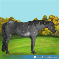 Horse Color:Black 