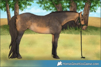 Horse Color:Buckskin 