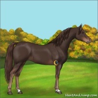 Horse Color:Liver Chestnut 