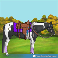 Horse Color:Black Tobiano 