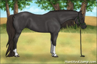 Horse Color:Liver Red Roan Tobiano