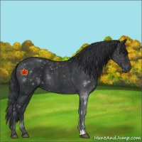 Horse Color:Black 