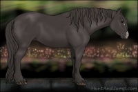 Horse Color:Smoky Black 
