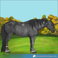 Horse Color:Black 