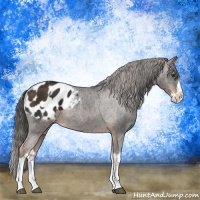 Horse Color:Liver Chestnut Sabino Splash Appaloosa  and Liver Chestnut Sabino Splash Appaloosa 