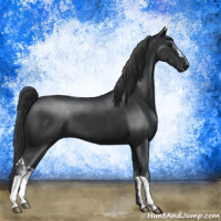 Horse Color:Black and Black