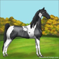 Horse Color:Black Tobiano Rabicano 