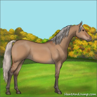 Horse Color:Silver Bay Dun 