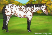 Horse Color:Bay Appaloosa 