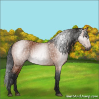 Horse Color:Gray Bay 