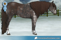 Horse Color:Black Sabino  and Liver Chestnut 