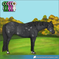 Horse Color:Black 