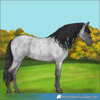 Horse Color:Blue Roan 