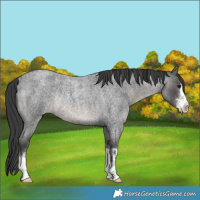 Horse Color:White Spotted Blue Roan Rabicano 