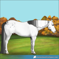 Horse Color:White Spotted Black Sabino 