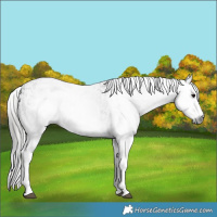 Horse Color:Gray White Spotted Black  and Gray White Spotted Black Blanket 
