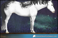 Horse Color:White Spotted Black Rabicano 