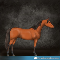 Horse Color:Bay Rabicano 