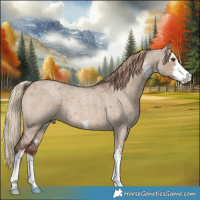 Horse Color:White Spotted Liver Red Dun Roan 