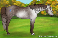 Horse Color:Gray Chestnut 