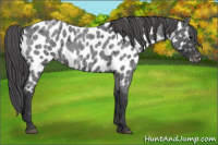 Horse Color:Blue Roan Appaloosa 