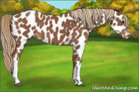 Horse Color:Chestnut Near Leopard 