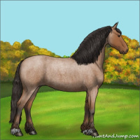 Horse Color:Bay Roan 