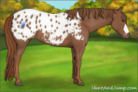 Horse Color:Chestnut Appaloosa 