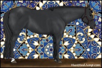 Horse Color:Black  and Black 