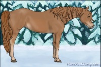 Horse Color:Chestnut Rabicano 