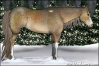 Horse Color:Chocolate Palomino 