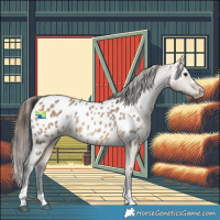 Horse Color:Bay Dun Appaloosa 