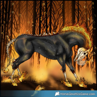 Horse Color:Black 