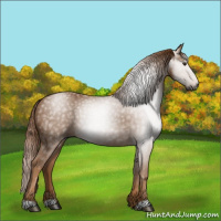 Horse Color:Gray Chestnut 