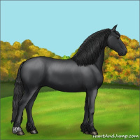 Horse Color:Black 
