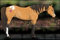 Horse Color:Buckskin Appaloosa Rabicano 