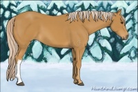 Horse Color:Palomino