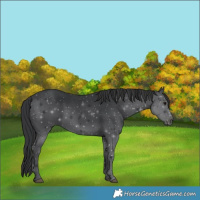 Horse Color:Black 
