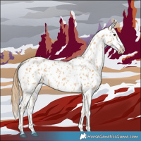 Horse Color:Chestnut Appaloosa 